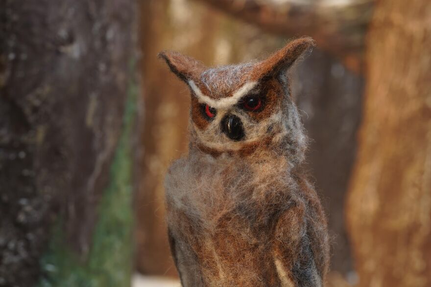 A stern owl