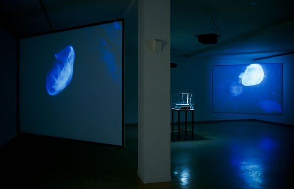 DCA Galleries during Christine Borland's exhibition - the galleries are dark, with large screens with blue projections of jellyfish on them.